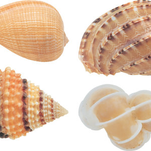 Seashell PNG