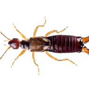 Earwig PNG