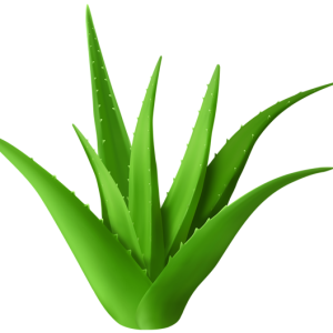 Aloe vera PNG