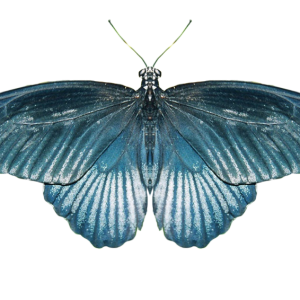 Butterfly PNG image