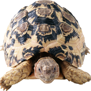 Turtle PNG