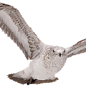 Bird PNG