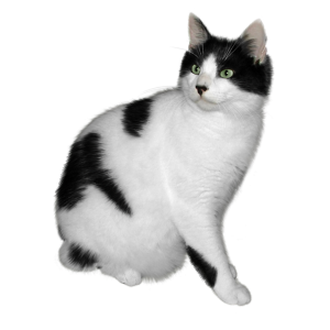 white cat with black spots PNG
