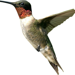 Bird PNG