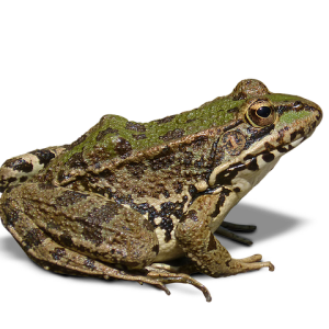 Frog PNG