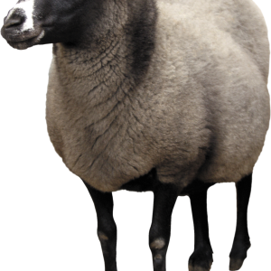 sheep PNG image