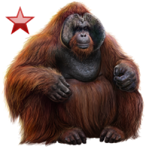 Orangutan PNG
