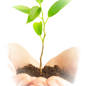 Soil in hands PNG