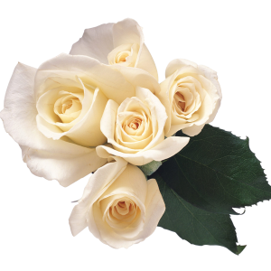 White roses PNG image