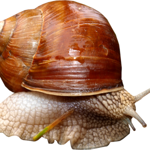 Snail PNG