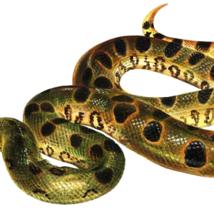 Anaconda PNG