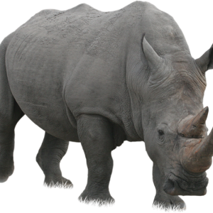 Rhino PNG