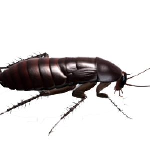 Roach PNG