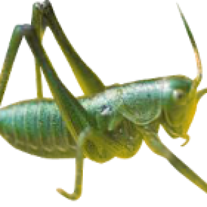 Grasshopper PNG