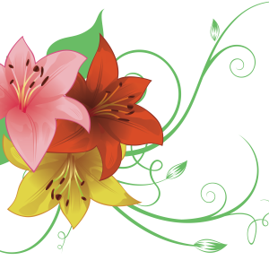 Lilium PNG