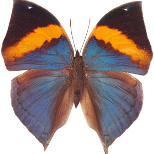 Butterfly PNG image