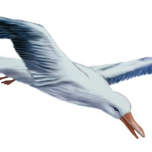 Gull PNG