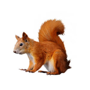 Squirrel PNG