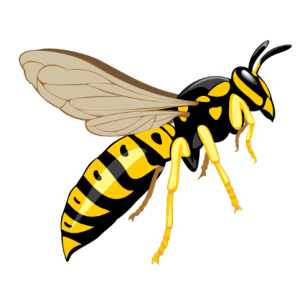Wasp PNG