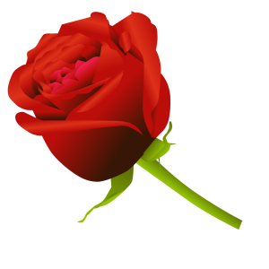 Rose PNG