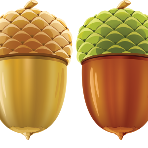 Acorn PNG image