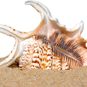 Beach PNG