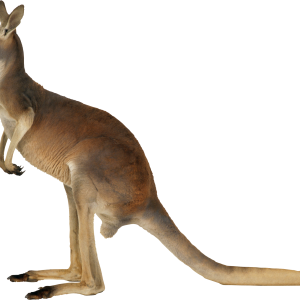 Kangaroo PNG