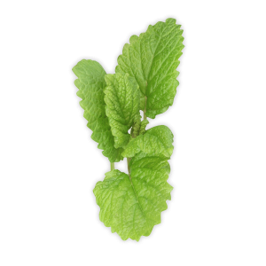 Pepermint PNG