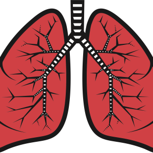 Lungs PNG