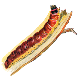 Caterpillar PNG