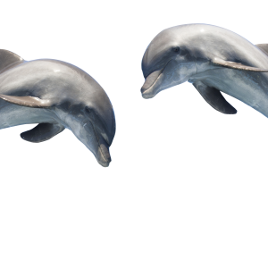 Dolphin PNG
