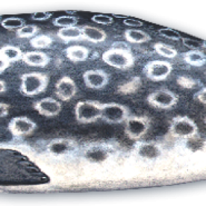 Harbor seal PNG
