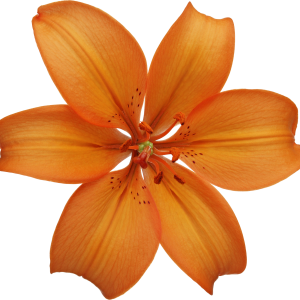 Lilium PNG
