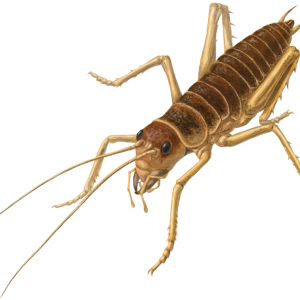 Cricket insect PNG