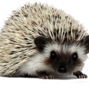 Hedgehog PNG