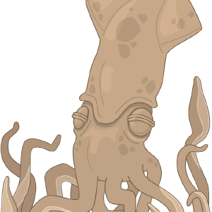 Squid PNG