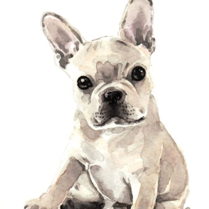 Bulldog PNG