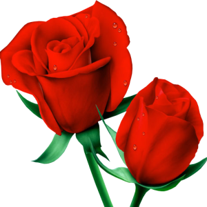 Rose PNG