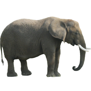 Elephant PNG