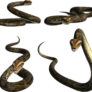 Snake PNG image picture download free