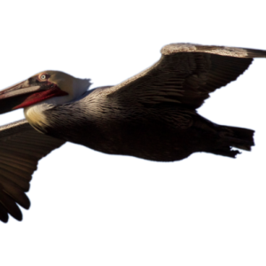Pelican PNG