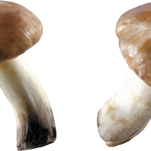 Mushroom PNG image
