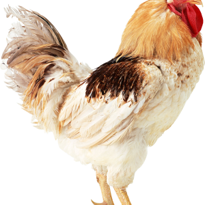 Cock PNG