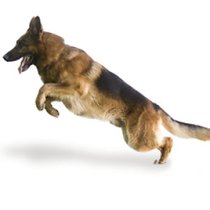 German Shepherd PNG
