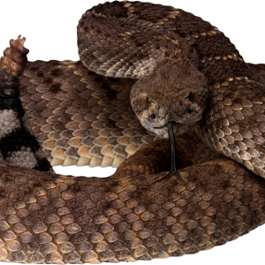Snake PNG image picture download free