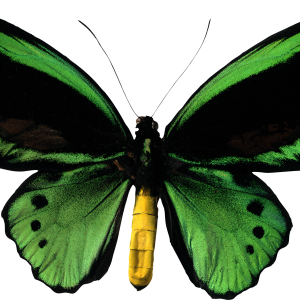 Butterfly green PNG