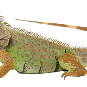 Iguana PNG