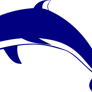 Dolphin PNG