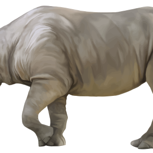Rhino PNG