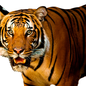 Tiger PNG